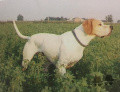 Pedigree SEMEGHINI ULMA Pedigree SEMEGHINI ULMA